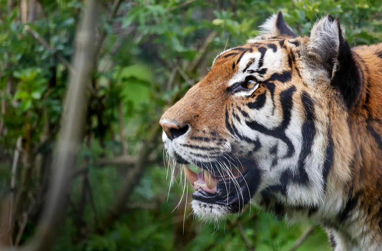 Tiger from Shepreth Wildlife Park, Cambridge